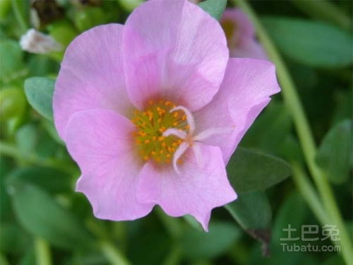 长生花cp，长生花的功效与作用