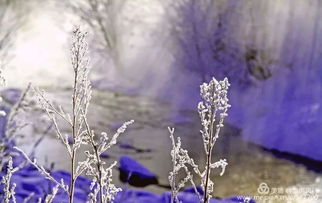 情雪阳花电视剧42集播放，情雪阳花电视剧