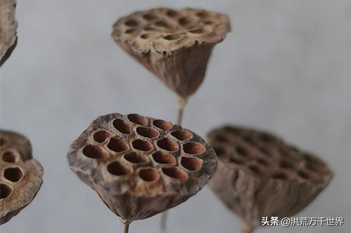 莲蓬的寓意和象征的诗句，两个莲蓬的寓意