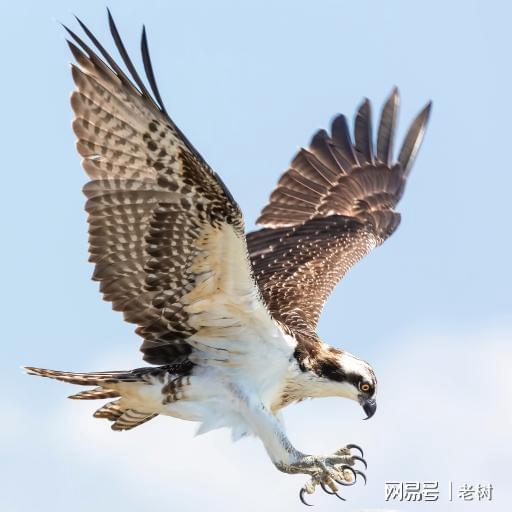 醉落魄 咏鹰古诗赏析 1.这首词的上片主要是用什么手法来写鹰的,请