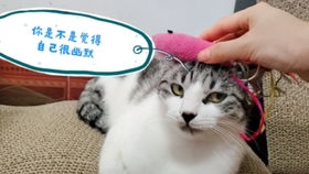 “舒服”和“舒坦”有什么区别