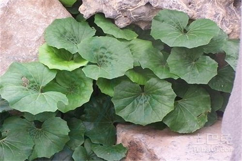 大吴风草有毒吗