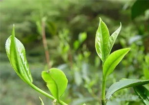 茶拼音怎么拼读，茶拼音和词语