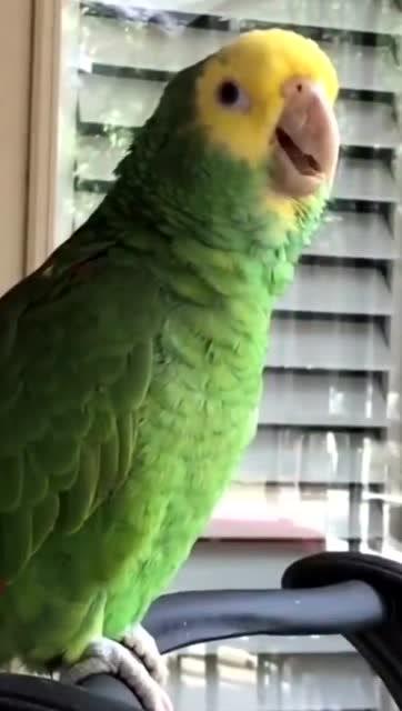 鹦鹉英语怎么说