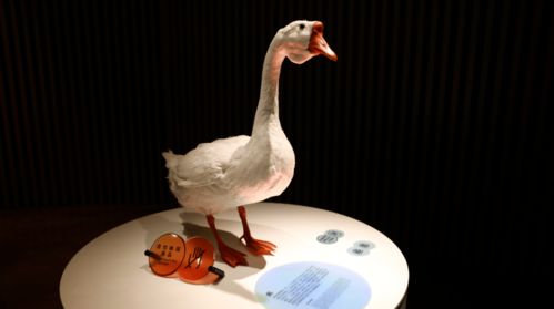 鹅叫声拟声词，鹅叫声音效