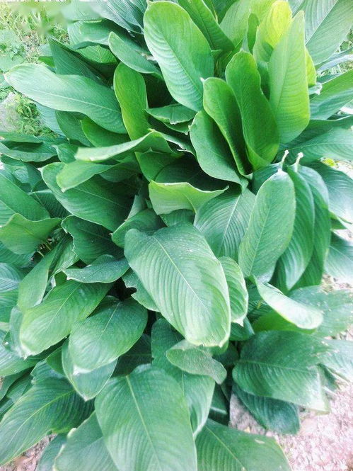 柊叶和粽叶，柊叶根茎
