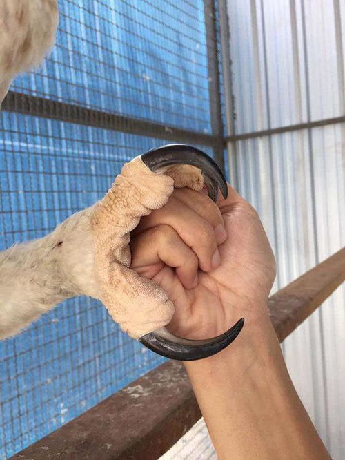 什么的脊梁怎么填空?