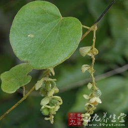 尸生藤是什么