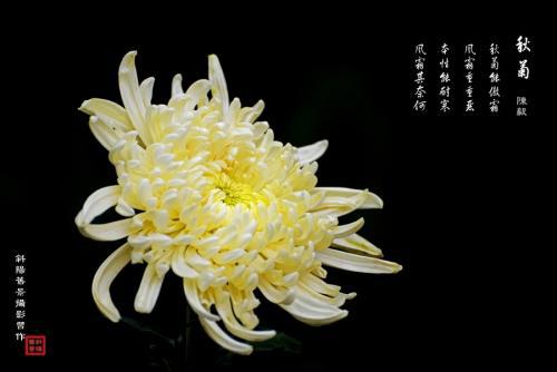 菊花拼音怎么拼写声调，菊花拼音版朗读