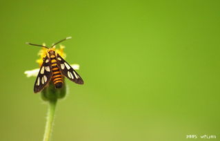 moth的名词复数
