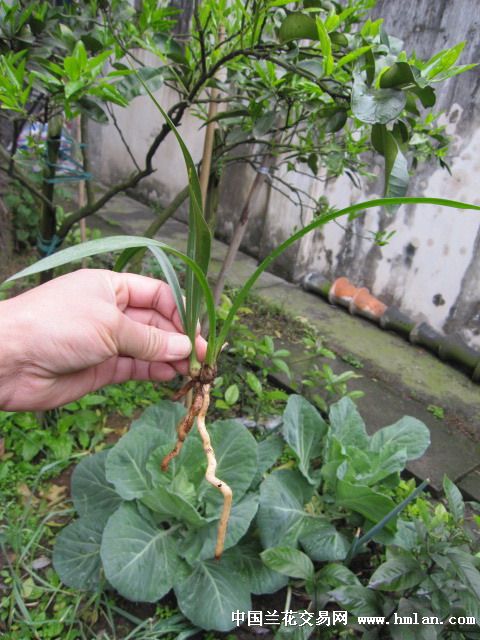 蚕丛是谁，蚕丛及鱼凫 开国何茫然 尔来四万八千岁额