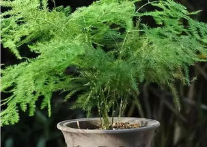 文竹寓意和风水，铁杆文竹寓意