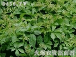 山魁的图片，山魁和山魈的区别图片