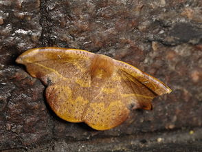 moths，mothod