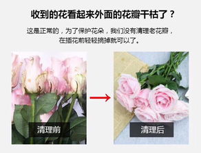 梦见摘花瓣什么预兆 梦见摘花瓣有哪些意思
