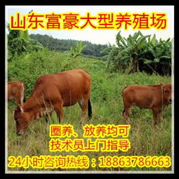 种牛是什么意思