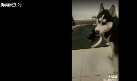 狗肉汤语音播放完整版试听，狗肉汤语音播放完整版