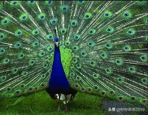 孔雀拼音怎么拼写声调，孔雀拼音声调