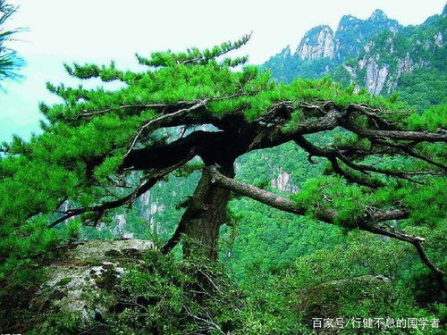 郁郁涧底松的修辞手法，郁郁涧底松典故