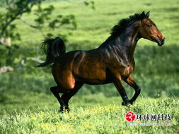 土库曼汗血宝马价格，汗血宝马价值多少