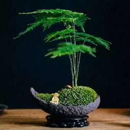 文竹寓意什么意思