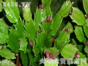 山魁和山魈是一种动物吗
