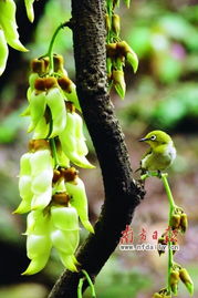 禾雀花要种几年才会开花