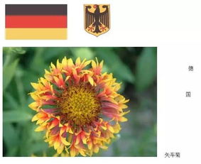 各国国花是什么花名，中国国花园