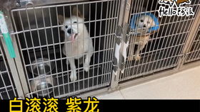 颊囊炎，颊囊炎症状