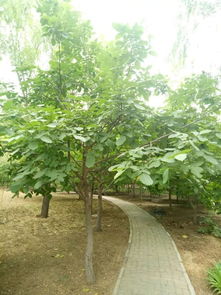 左思《咏史·郁郁涧底松》原文及翻译