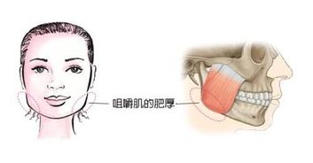 嚼字的组词