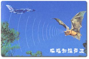 仿生学有哪些事例?