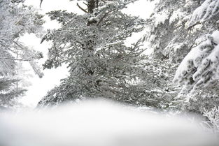 窗含西岭千秋雪的窗含西岭千秋雪的全诗。