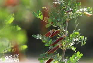 柠条用什么除草剂可杀死?
