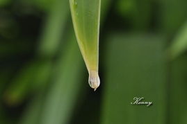 拈花惹草什么意思?出处是哪里?