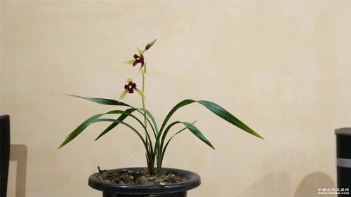 用鲜花造句(大约30个左右)