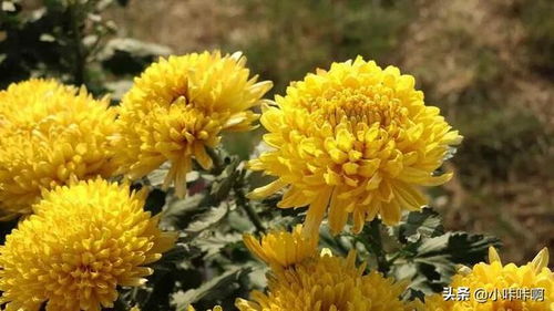 菊花的拼音怎么拼?