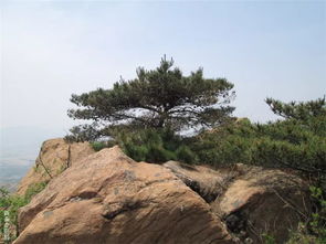 崮是什么意思夼，崮念什么