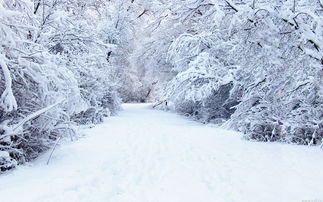 黑龙江大学排名，黑龙江大雪来袭