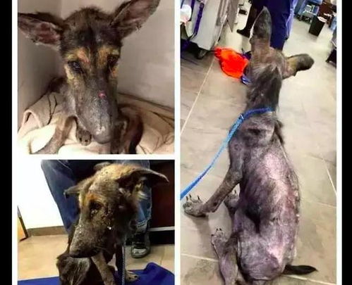 华隆因犬获救的原文译文