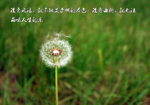蒲公英花语发朋友圈，蒲公英的约定