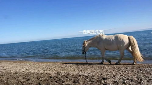白龙马蹄朝西的歌词全文是什么?