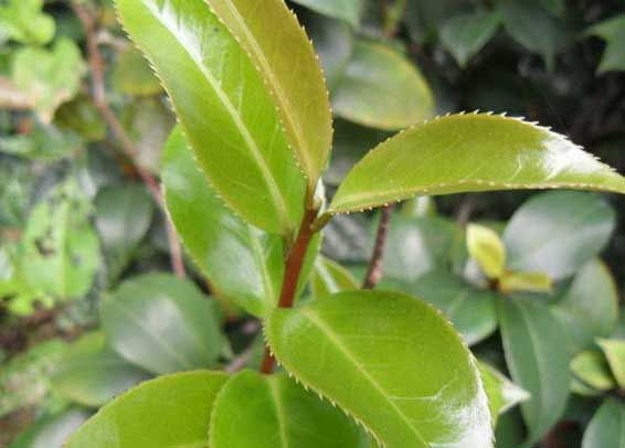 茶树精油，茶树苗哪里有卖多少钱一棵