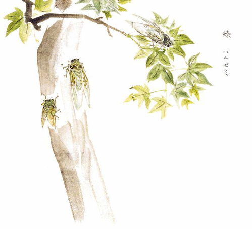 螓首蛾眉是什么意思，螓的图片