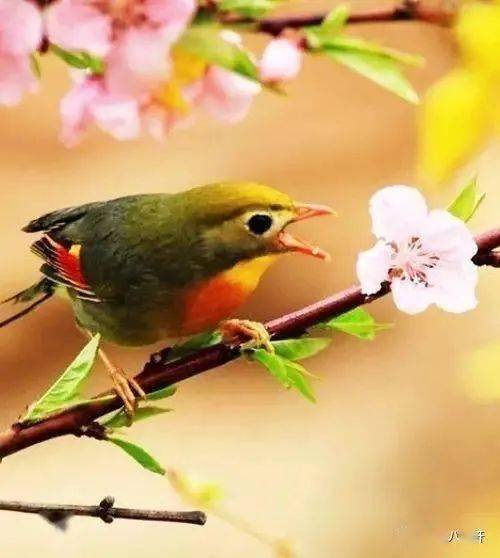古诗江畔独步寻花(黄师塔前江水东)全诗文?