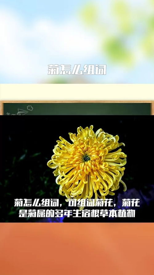 菊组词语有哪些词语，菊组词语两个字