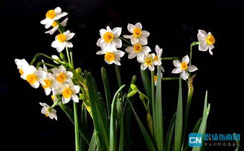 水仙花的散文?