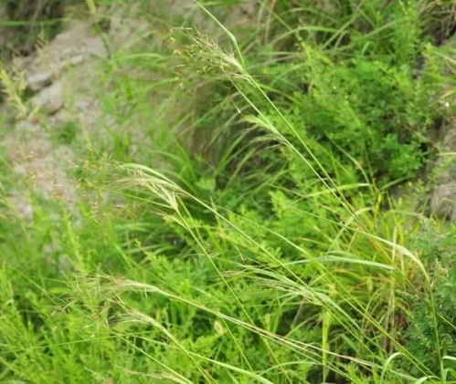 芨芨草功效与作用:清热利湿主治尿路感染、尿失禁等