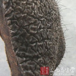 外用药——象皮