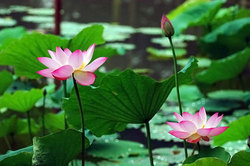 关于莲花的古诗句有哪些，关于莲花的古诗句和寓意